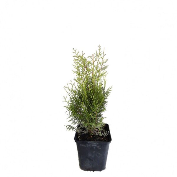 Thuja Brabant 25-30cm im 0,5l Topf