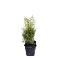 Thuja Brabant 30-40cm im 0,5l Topf