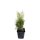 Thuja Brabant 25-30cm im 0,5l Topf