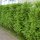 Thuja Brabant 25-30cm im 0,5l Topf