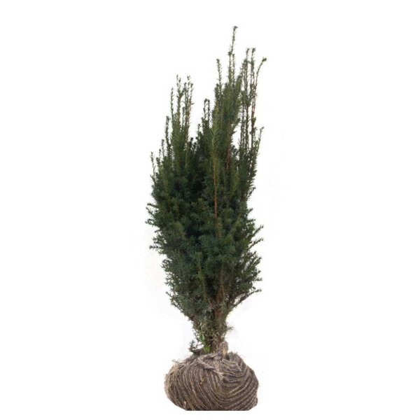 Hecken-Eibe Hillii 80-100cm am Ballen