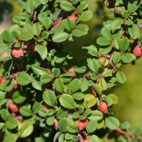 Zwergmispel Streibs Findling 10-15cm 15 Stück