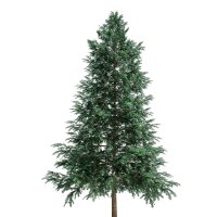 Serbische Fichte 150-175cm am Ballen