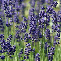 Lavendel Hidcote Blue P 1,5