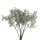 Kupfer Felsenbirne 100-125cm am Ballen
