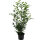 Kirschlorbeer Genolia 160-180cm im 15l Topf