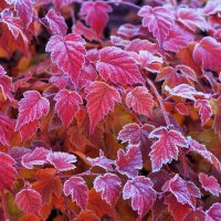 Rotblättriger Blasenstrauch Diabolo 80-100cm