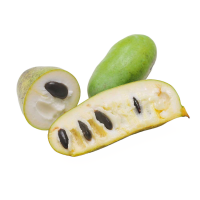 Indianerbanane Sunflower 80-100cm