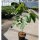 Indianerbanane Sunflower 80-100cm