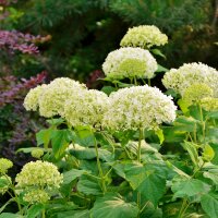 Schneeball-Hortensie Annabelle 40-50cm