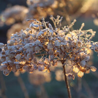 Schneeball-Hortensie Annabelle 40-50cm