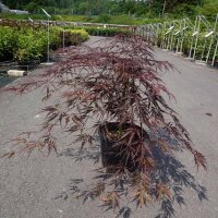 Roter Schlitzahorn Inaba-shidare Stammhöhe 50cm