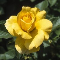 Beetrose Friesia im C5