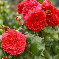 Beetrose Red Leonardo da Vinci im C5