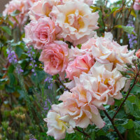 Kletterrose Compassion im C6,2