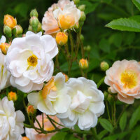 Kletterrose Ghislaine de Feligonde im C6,2