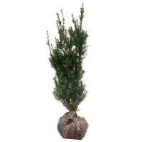 Hecken-Eibe Hicksii 80-100cm am Ballen