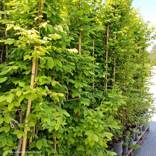 Hainbuche 150-175cm gestäbt im 7,5l Topf