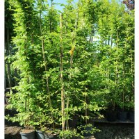 Hainbuche 150-175cm gestäbt im 7,5l Topf