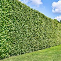 Hainbuche 150-175cm gestäbt im 7,5l Topf