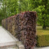 Blutbuche Atropunicea 130-150cm im 5l Topf