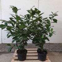Kirschlorbeer Novita 80-100cm im 5l Topf