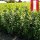 Kirschlorbeer Novita 80-100cm im 5l Topf