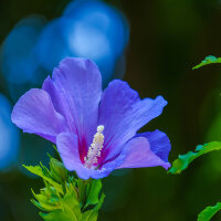 Garteneibisch Blue Bird 60-70cm