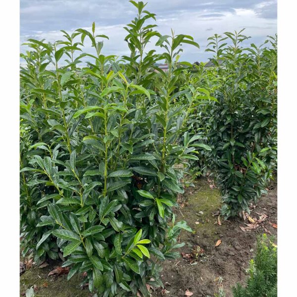 Kirschlorbeer 'Genolia' 150-175cm online bestellen und liefern lasse,  45,50