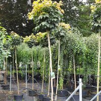 Kugel-Ahorn Globosum Stammhöhe 150cm | 6-8cm...
