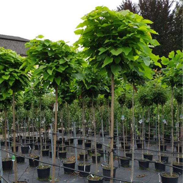 Kugel-Trompetenbaum Nana Stammhöhe 220cm | 10-12cm Stammumfang im Co