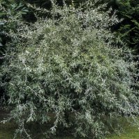 Weidenblättrige Birne Pendula Hochstamm | 10-12cm...