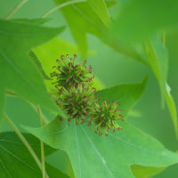 Amberbaum Hochstamm | 8-10cm Stammumfang am Ballen