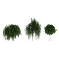 Trauer-Birke Stammhöhe 200cm | 8-10cm Stammumfang im Co