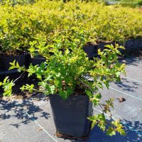 Niedrige Kranzspiere 20-30cm 15 Stück