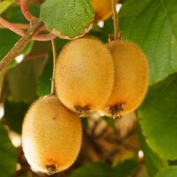 Kiwi selbstfruchtbar Jenny 70cm+ aufgebunden