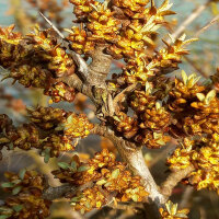 Sanddorn männlich Pollmix2 80-100cm