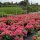 Ball-Hortensie Eugen Hahn 7-10 Triebe im C10