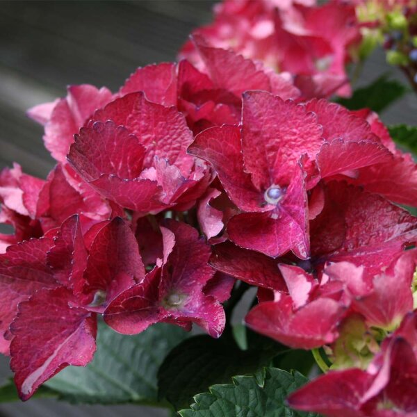 Teller-Hortensie Teller Rosa im 7,5l Topf