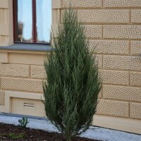 Blauer Raketenwacholder Blue Arrow 50-60cm