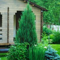 Blauer Raketenwacholder Blue Arrow 50-60cm