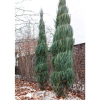 Blauer Raketenwacholder Blue Arrow 50-60cm