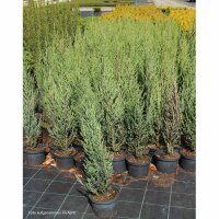 Blauer Raketenwacholder Blue Arrow 50-60cm