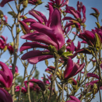 Magnolie purpurrot Susan auf Stamm 150cm