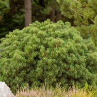 Kriech-Kiefer 35-40cm