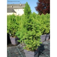 Zuckerhut-Fichte 30-35cm