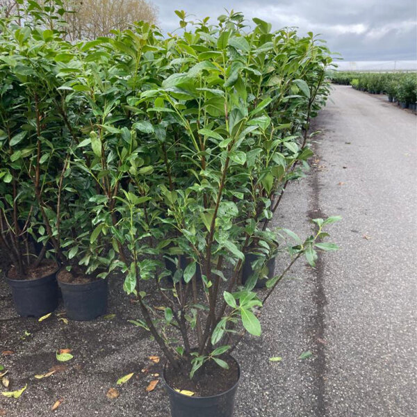 Kirschlorbeer Novita 150-175 im 20l Topf | B-WARE