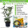 Kirschlorbeer Caucasica 60-80cm - Pflanzpaket für 10 Meter