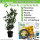 Kirschlorbeer Caucasica 80-100cm  - Pflanzpaket für 10 Meter