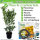 Kirschlorbeer Caucasica 100-125cm - Pflanzpaket für 10 Meter